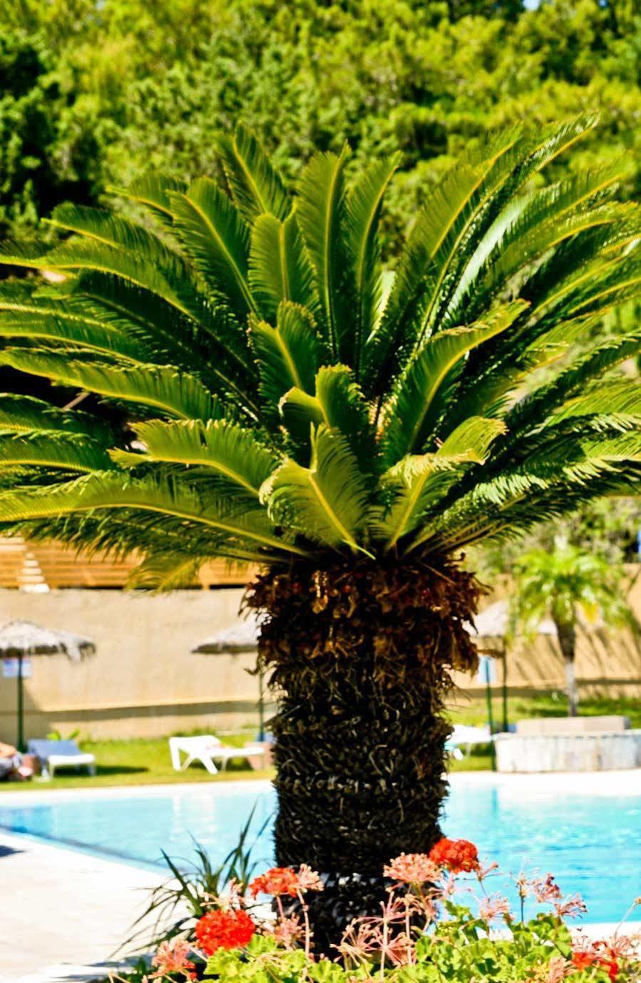 Achousa Hotel Faliraki Bagian luar foto